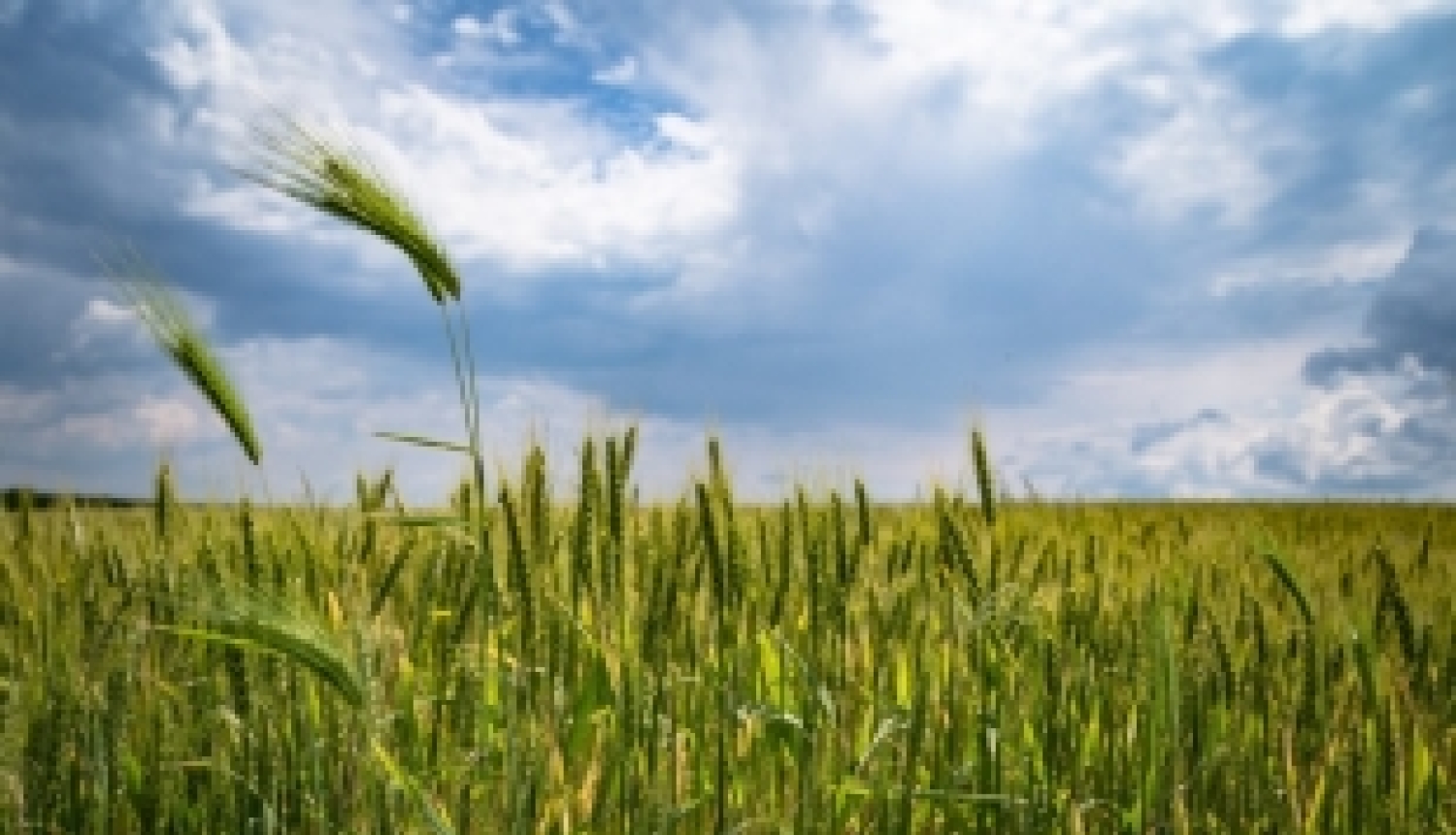 Iespēja apmeklēt info dienu par uzņēmēju un zinātnieku iespējām biorūpniecībā