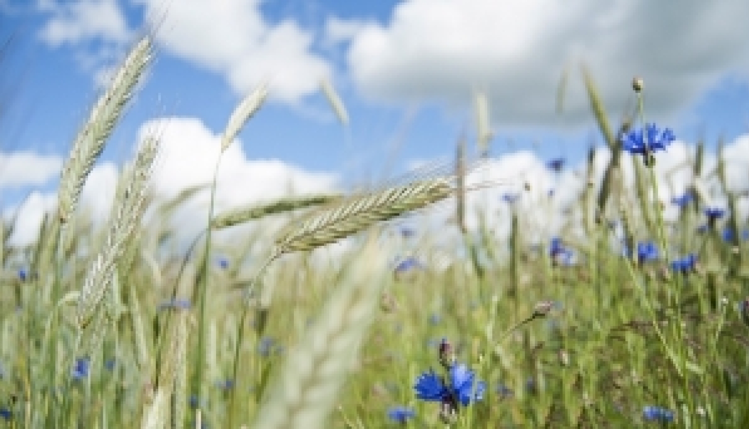 Noskaidros labākos jaunos profesionāļus lauksaimniecībā
